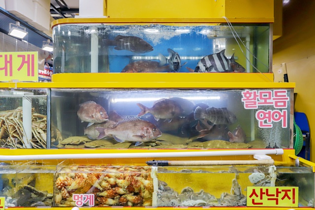 가락시장 명가수산 킹크랩 