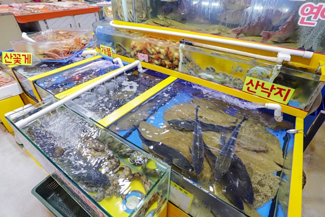 가락시장 명가수산 킹크랩 